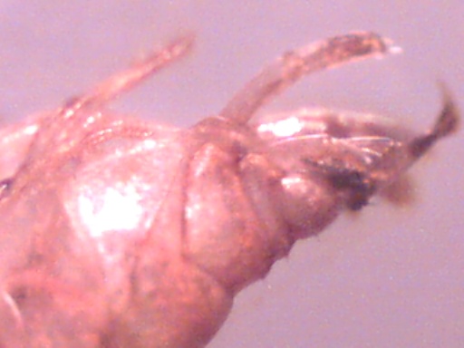 Piccoli crostacei raccolti dal Po vicino a Settimo Torinese